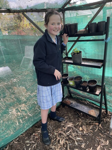 Annabelle putting potted seeds in the shadehouse