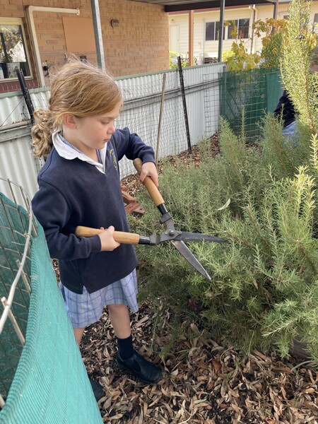 Charlotte pruning the rosemary