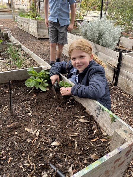 charlotte planting