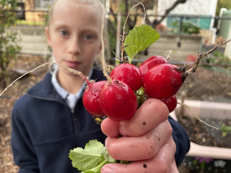 Radishes